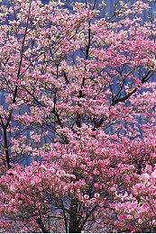 在平行空间中拯救世界 《季节：写给未来的信》预告片